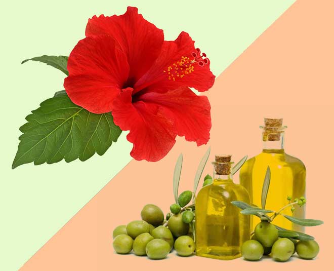 gudhal hibiscus  benefits jaitun oil