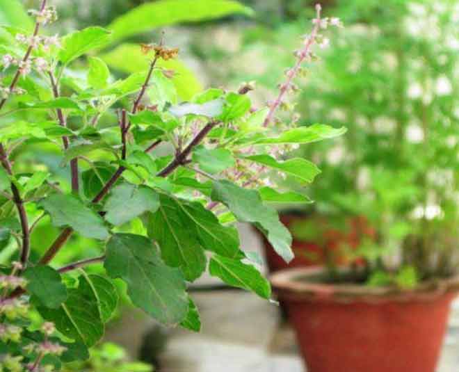तुलसी का पत्ता home remedies to cure heatstroke in summer inside