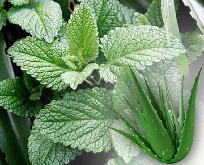 एलोवेरा और पुदीना home remedies to cure heatstroke in summer inside