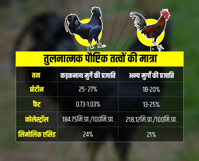 kadak nath murga gi tag INSIDE