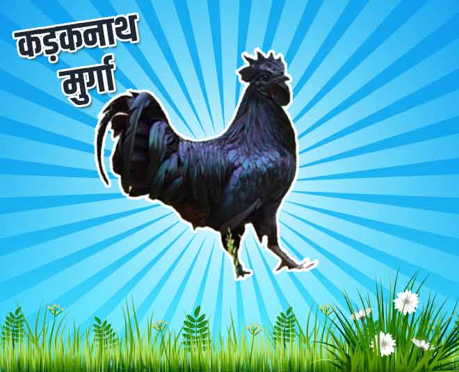 kadak nath murga gi tag main