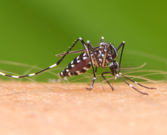 malaria health in