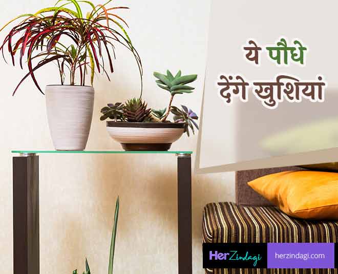 According to vastu shastra some household plants are good for health and wealth  