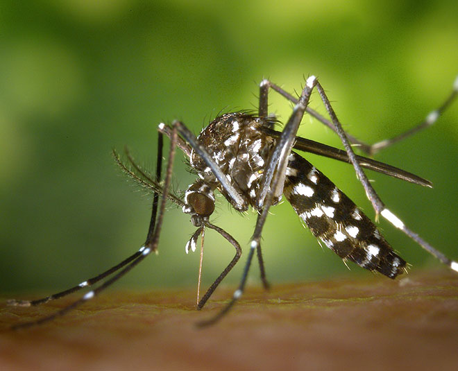 Chikungunya health inside