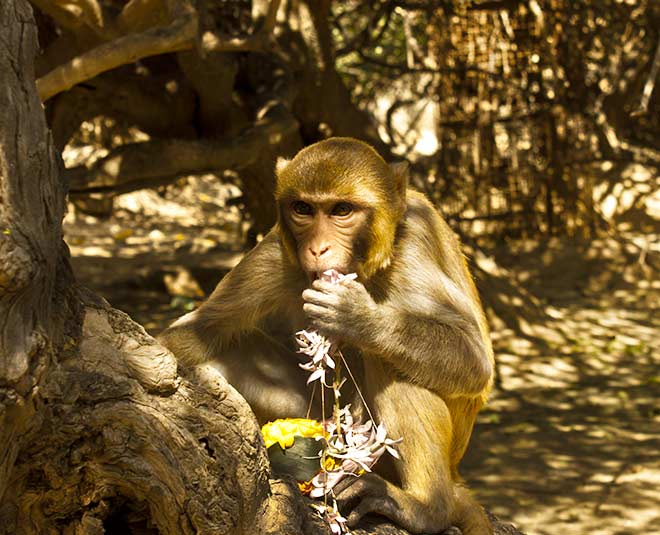 Krishna janmashtami travel vrindavan banke bihari temple 