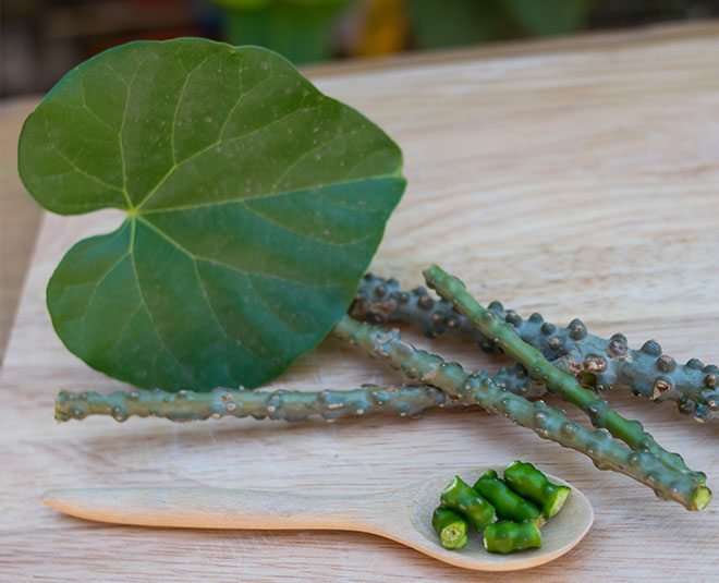 giloy for chikungunya inside