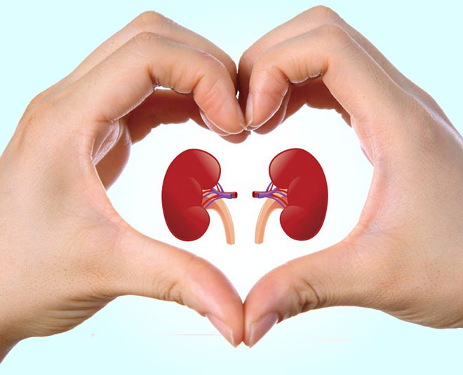 kidney health inside