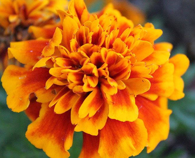 marrygold health inside