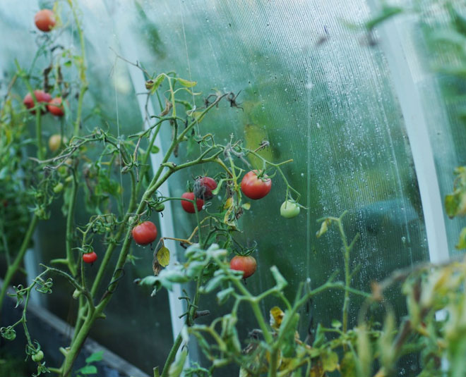 tips to wash green vegetables in rainy season inside 
