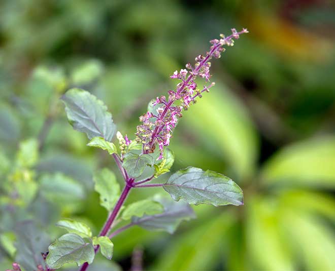 tulsi viral fever inside