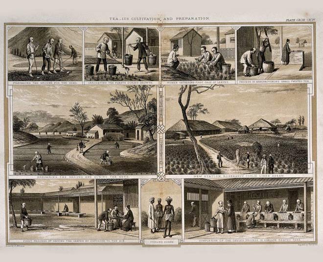 history timeline of tea