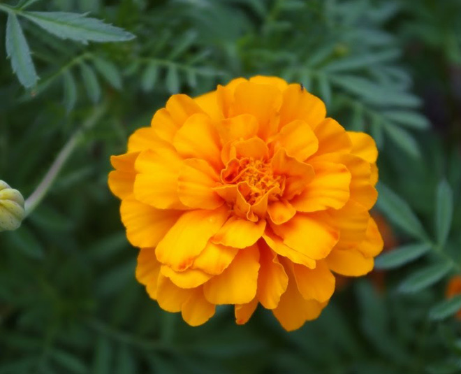 marigold for itchy skin inside