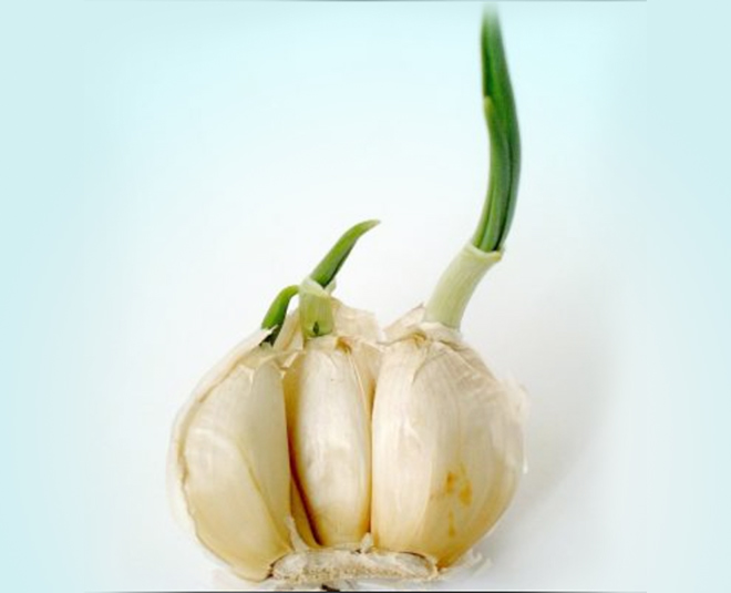 spourted garlic inside