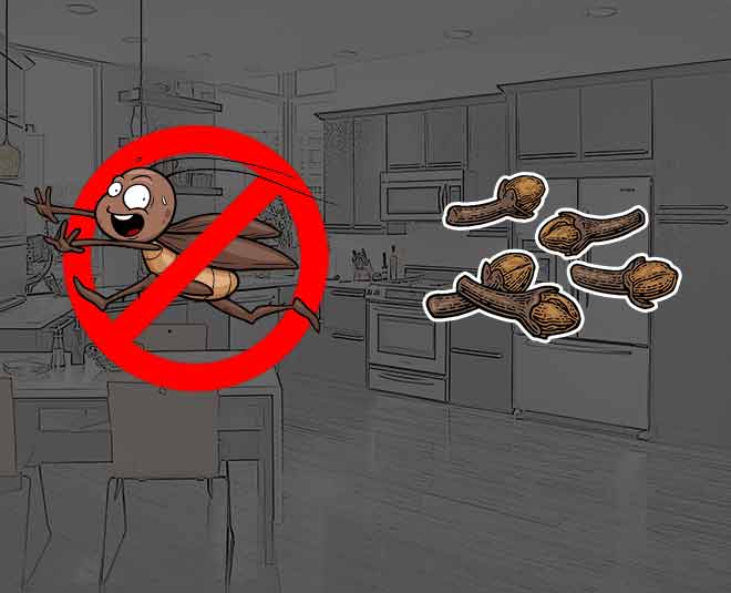 लौंग लगाती है कॉकरोच की वाट cloves Cockroaches free Kitchen