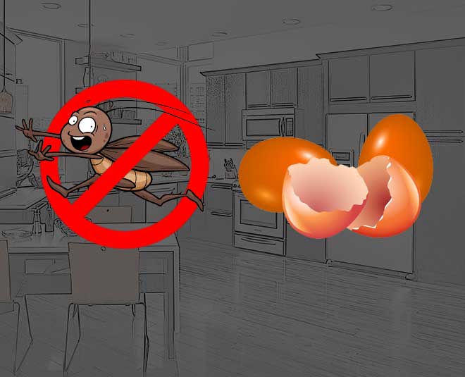 अंडे के छिलके से डरते हैं कॉकरोच egg shell Cockroaches free Kitchen