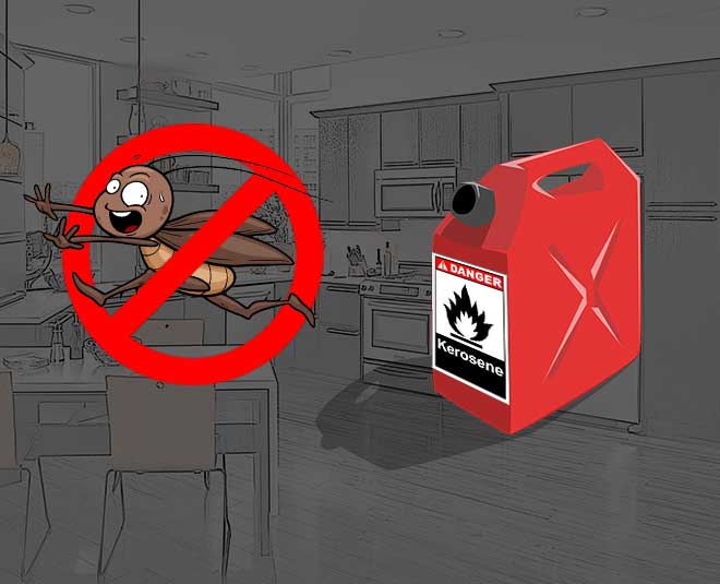 केरोसिन की खूशबू से दूर होगी कॉकरोच की बदबू kersosene Cockroaches free Kitchen