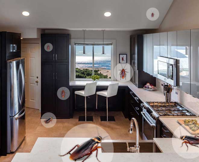 kitchen Cockroach vastu dosh home INSIDE nnnnn