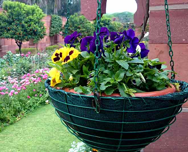mughal gardan  ()