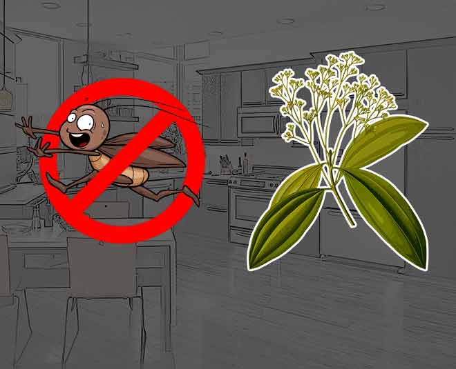 तेज पत्ता से होगा कॉकरोच का सफाया tej patta Cockroaches free Kitchen