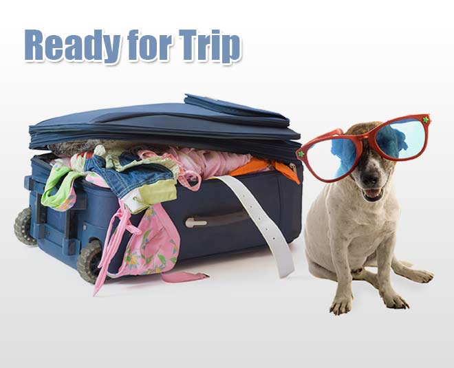 travel with your pet  food