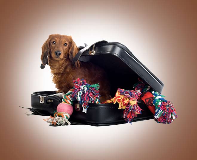 travel with your pet  pet travel