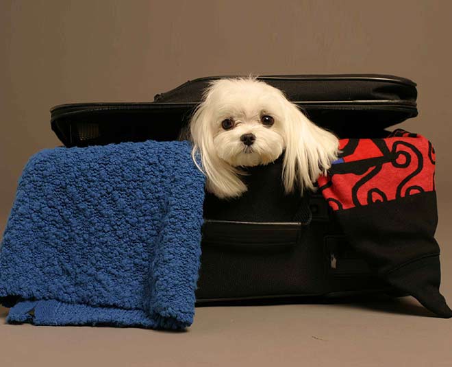 travel with your pet   travel bag