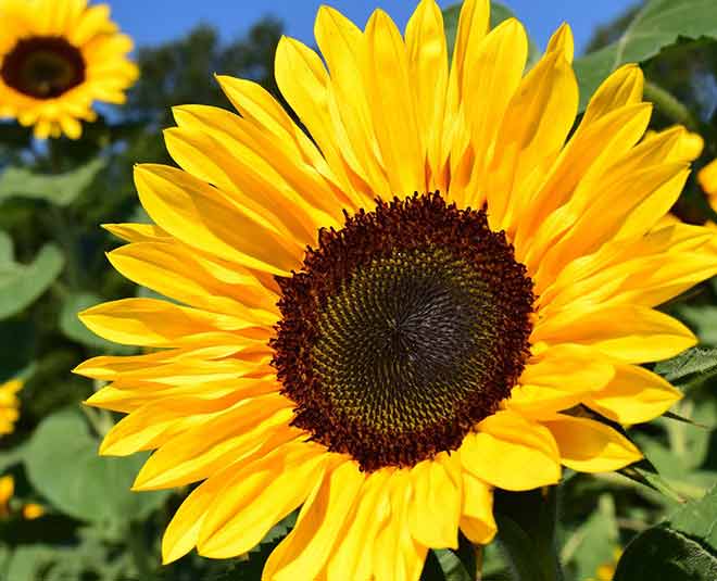 Sunflower seeds benefits health inside