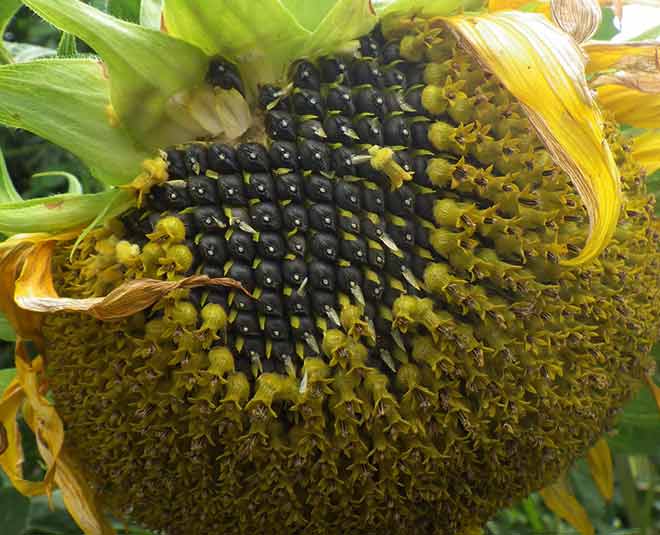 Sunflower seeds benefits health inside