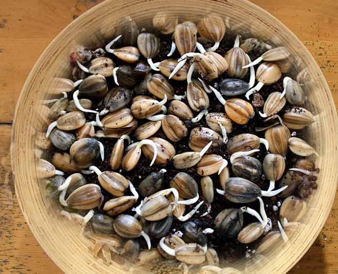 Sunflower seeds benefits health inside