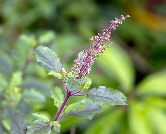 basil khujali problem health Inside