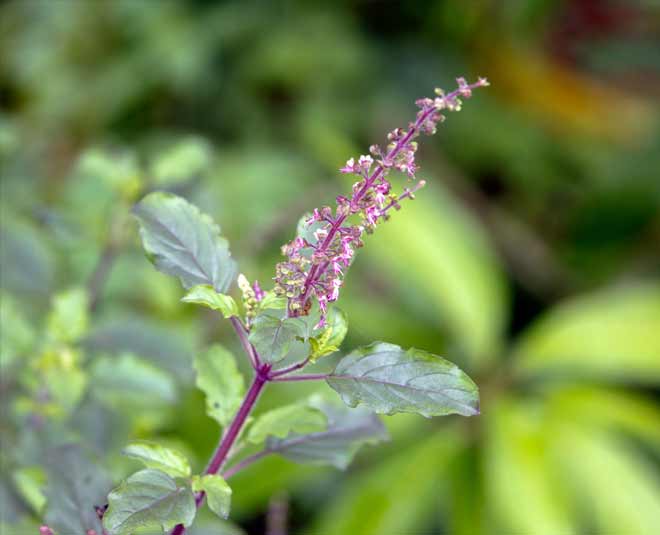 breast nipple cracks health herb inside