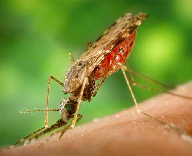 giloy for fever health inside