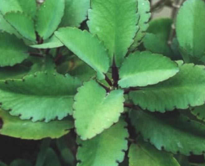 kidney stone patherchatta