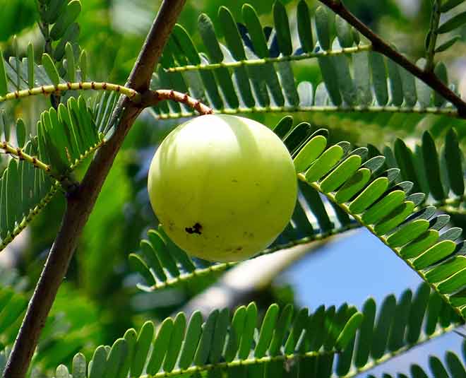 liver health ayurved amla Inside