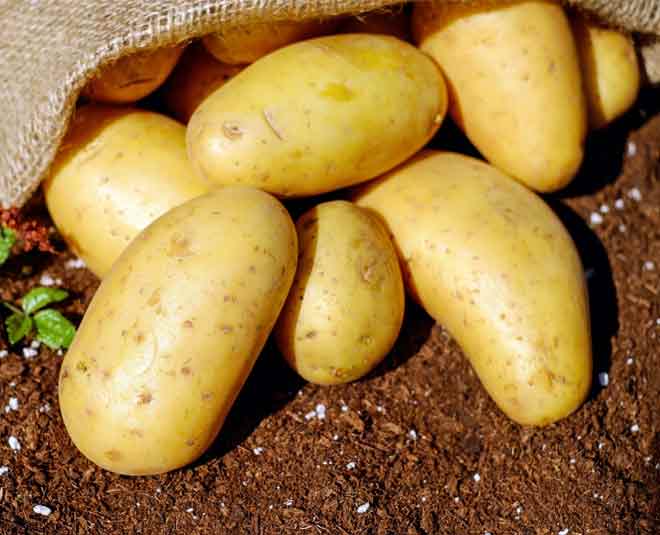 आलू refrigerate food potato