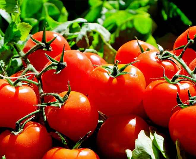 टमाटर refrigerate food tomato