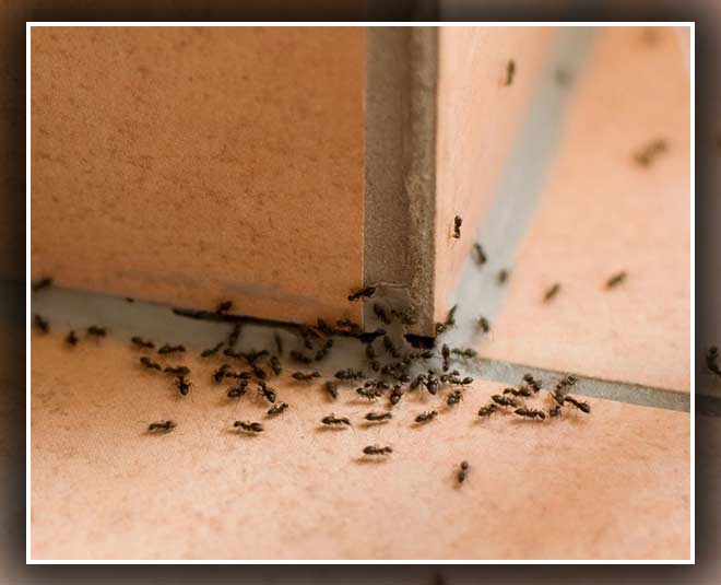 चींटियां ants advice inside