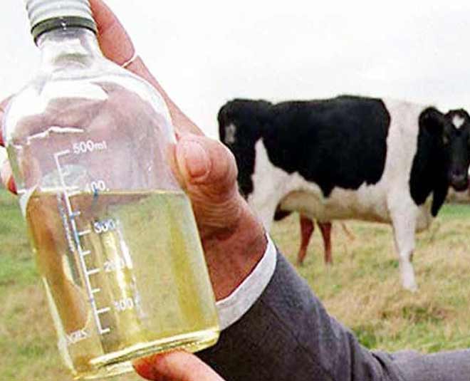 cancer cure gomutra inside