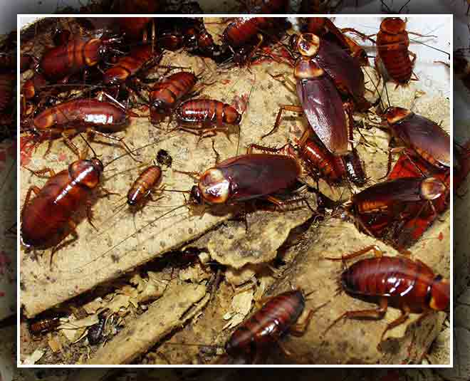 कॉकरोच cockroach advice inside