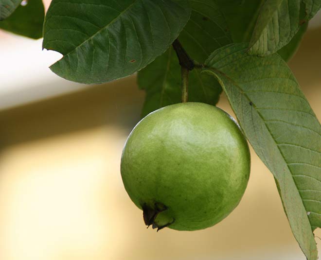 fiber rich guava inside