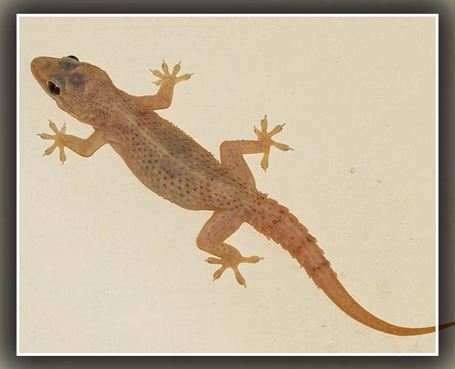 छिपकली lizard advice inside