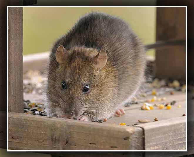 चूहे rats advice inside