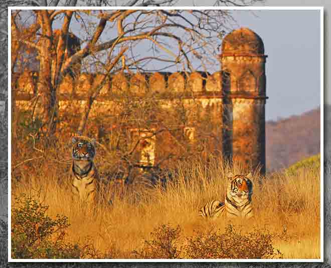 jungle safari is new adventure for children in summer vacations    ()