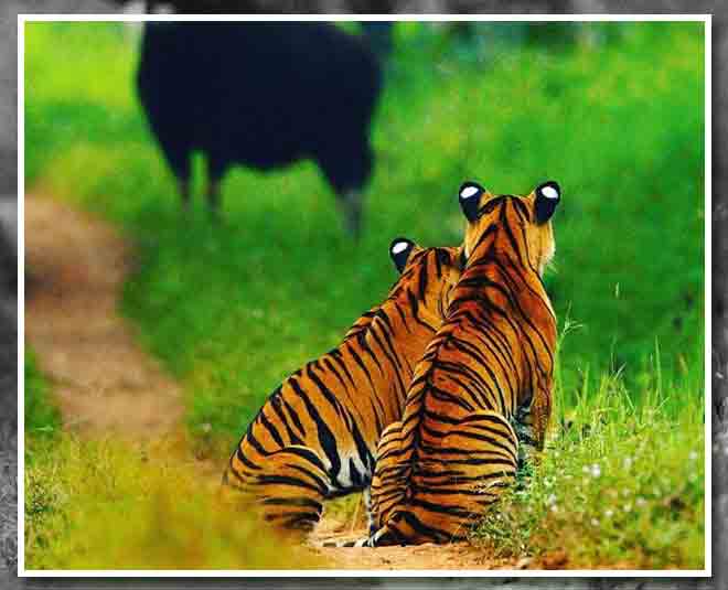 jungle safari is new adventure for children in summer vacations    ()