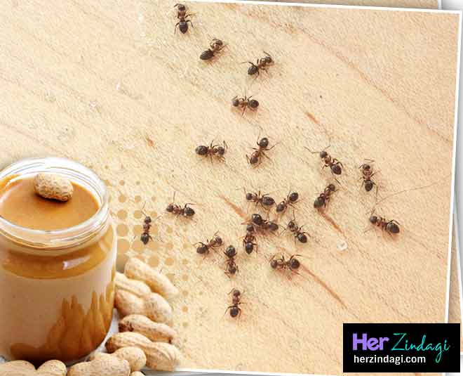 peanut butter bugs inside