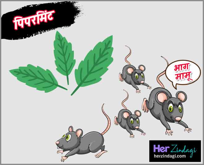 rat killer health card ()