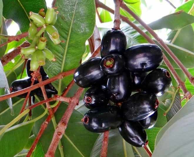 काले-काले जामुन these skin care beauty products which will sort out in summer inside