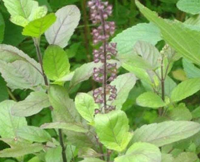 तुलसी के पत्ते try these home remedy to treat freckles on the face inside