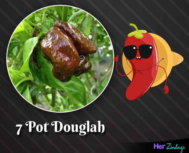  pot douglah world hottest chilli peppers