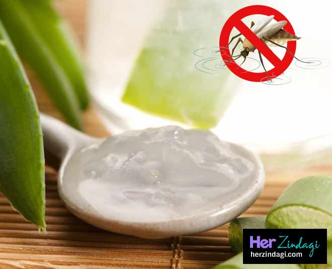 aloe vera mosquito bite